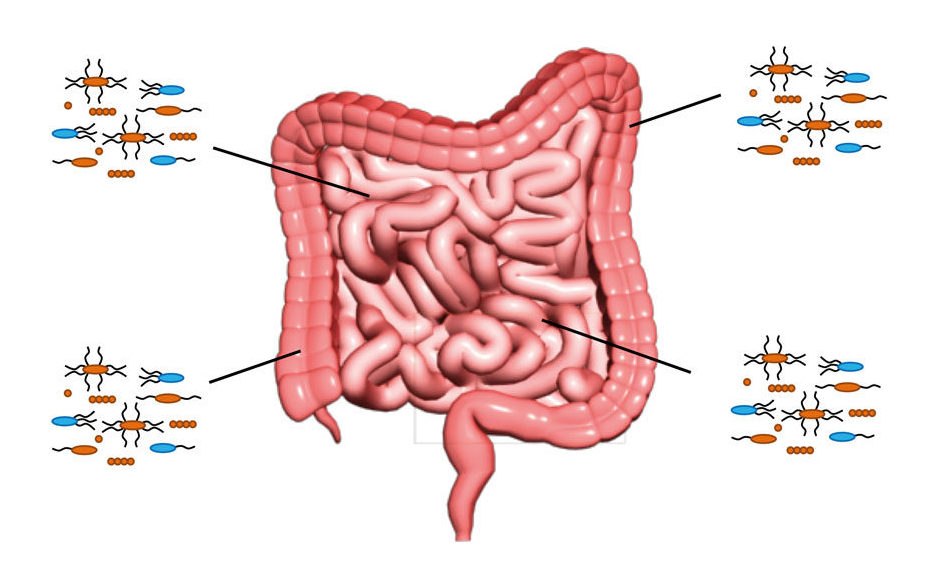 Elevated bowel cancer risk linked with specific gut bacteria species!