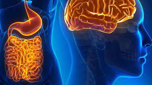 Why Is the Gut is Called the Second Brain?