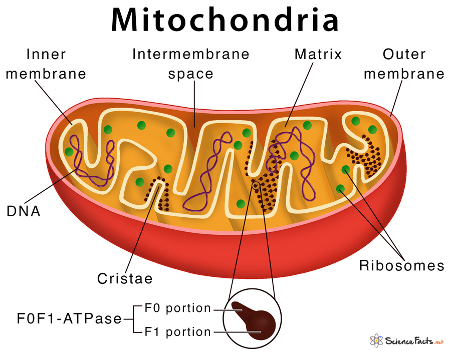 Strengthening the Mitochondria and Enhancing Nutrition: Innovative Approaches to Manage Dementia.